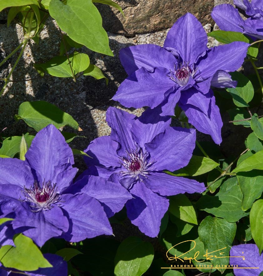 Lindsay™ New for 2024 – Raymond Evison Clematis