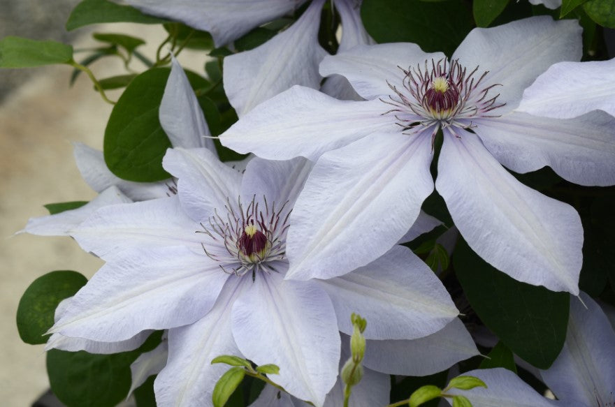 Bernadine ™ – Raymond Evison Clematis